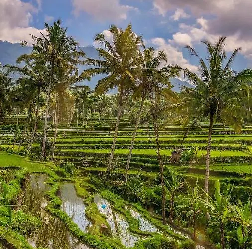 Dana Bali Ricefield Villa