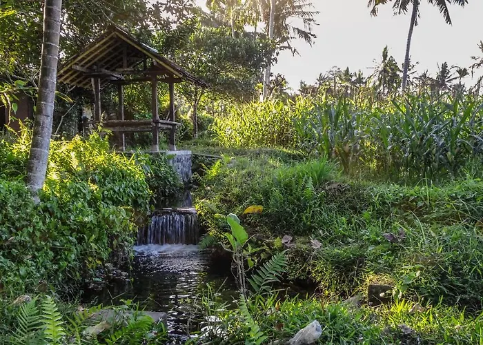 Dana Bali Ricefield *