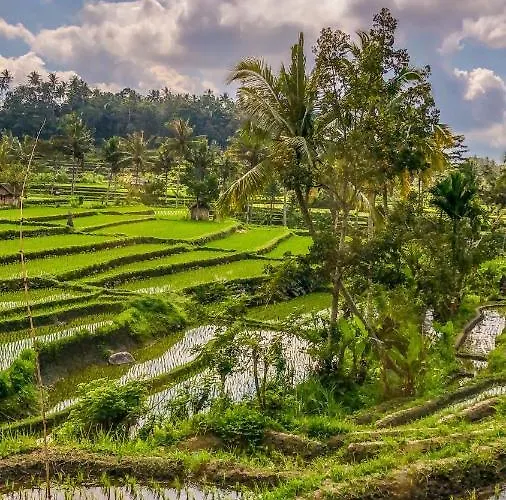 Dana Bali Ricefield Villa Candidasa
